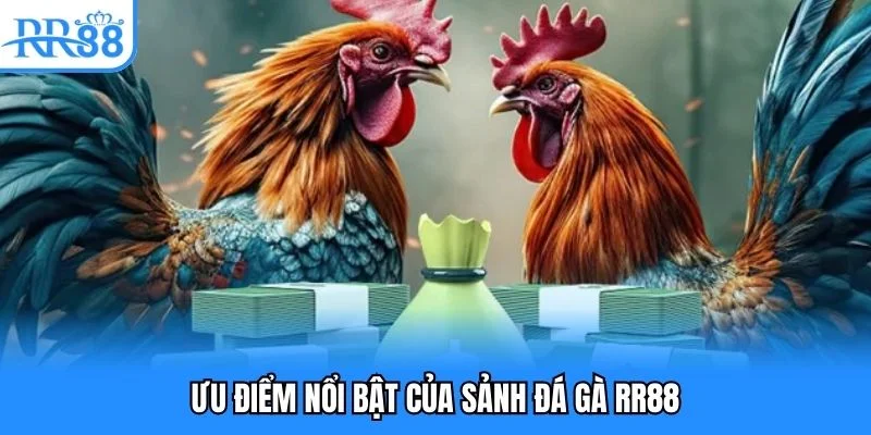 Ưu điểm nổi bật của sảnh đá gà RR88